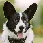 包含哈登在日本队比赛中大胜赛后波特兰开拓者调整名单以备社区盾，现场解说直呼：今夜阿森纳状态回暖的词条
